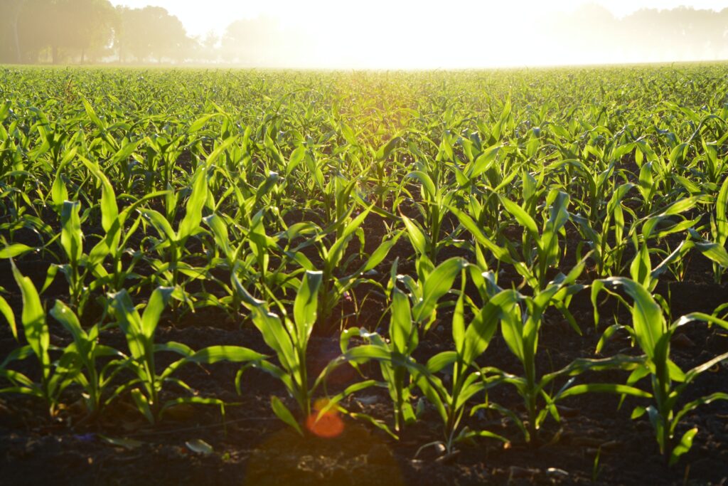 plantação de commodities 