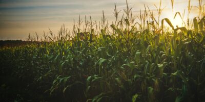 Commodities: descubra o que são e quais os tipos