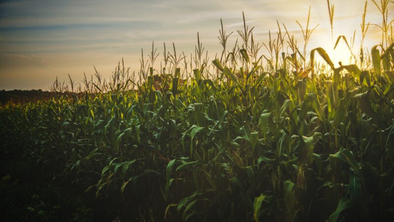 Commodities: descubra o que são e quais os tipos